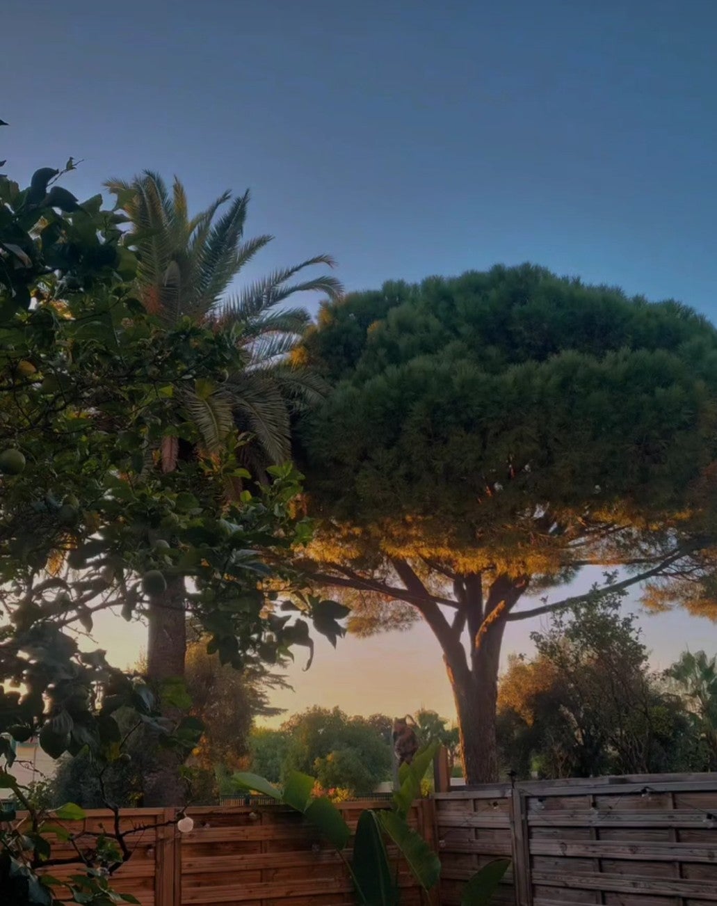 Colocation Juan les Pins  Photo principale